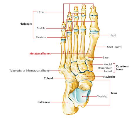 metatarsaali|Tarsometatarsal joints